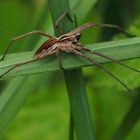 Pisaura mirabilis Männchen