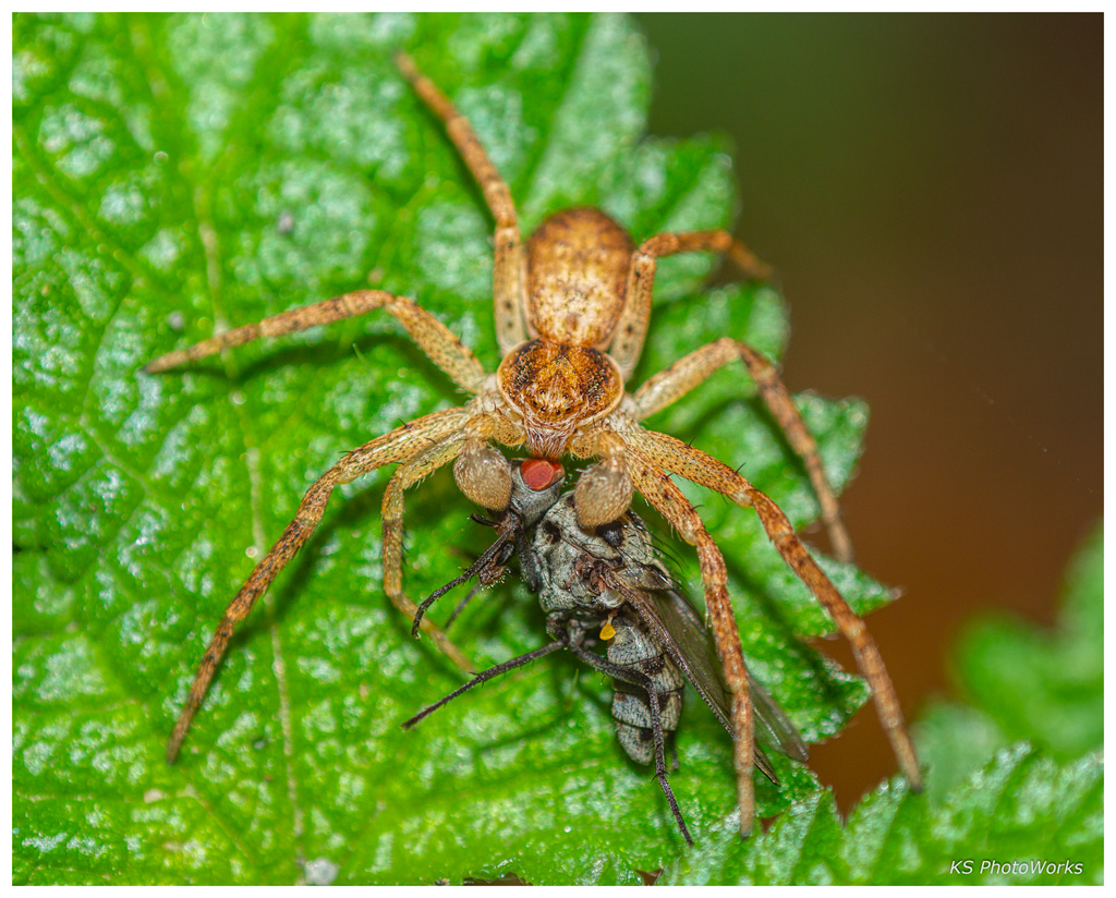 Pisaura mirabilis mit Sarcophaga carnaria