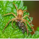 Pisaura mirabilis mit Sarcophaga carnaria