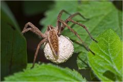 Pisaure admirable "en cloque" (Pisaura mirabilis)