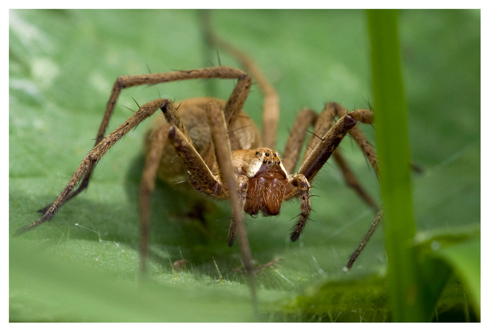 Pisaure admirable (Pisaura mirabilis) 1