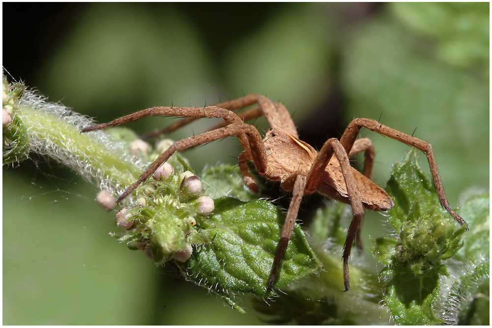 Pisaure admirable (Pisaura mirabilis) 2