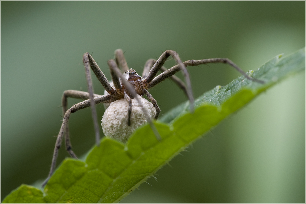 Pisaure admirable (Pisaura mirabilis) 3