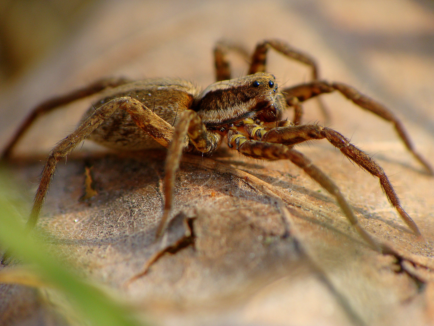 Pisauridae sp.