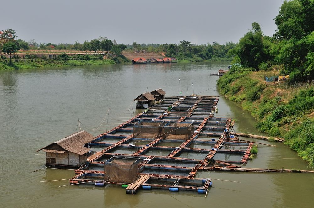 Pisciculture in Nam Ngum river