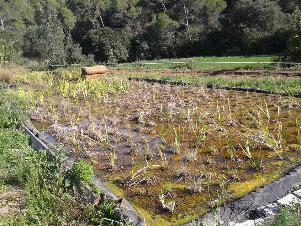 Piscina de Plantas