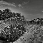 PISCINAS, NON SOLO DUNE