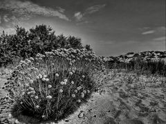 PISCINAS, NON SOLO DUNE