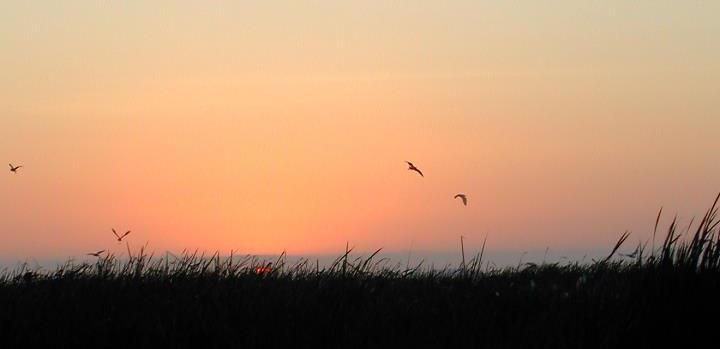 Pisco, atardecer sobre la playa con pájaros