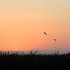 Pisco, atardecer sobre la playa con pájaros