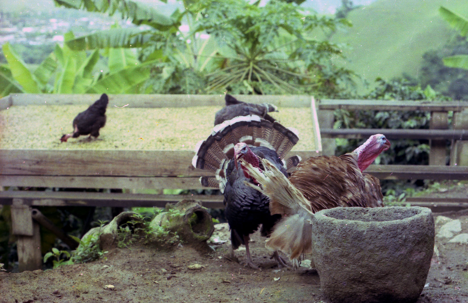 Piscos y gallinas