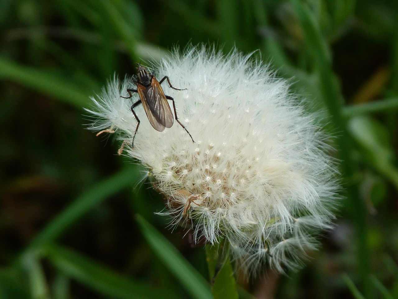 pisenlie insect