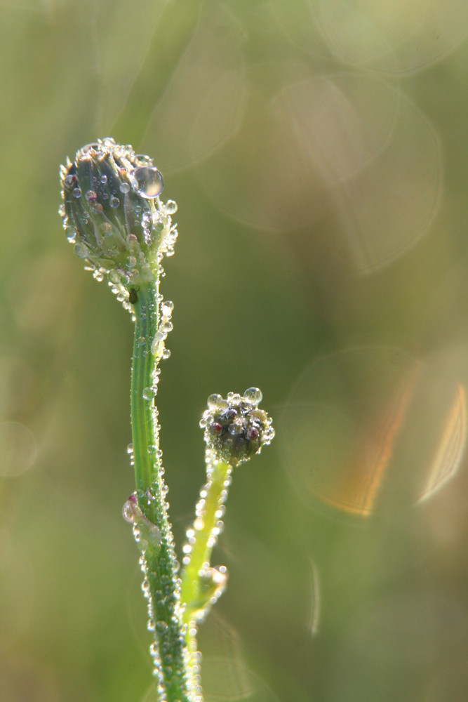 Pisenlit dans la rosée