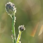 Pisenlit dans la rosée