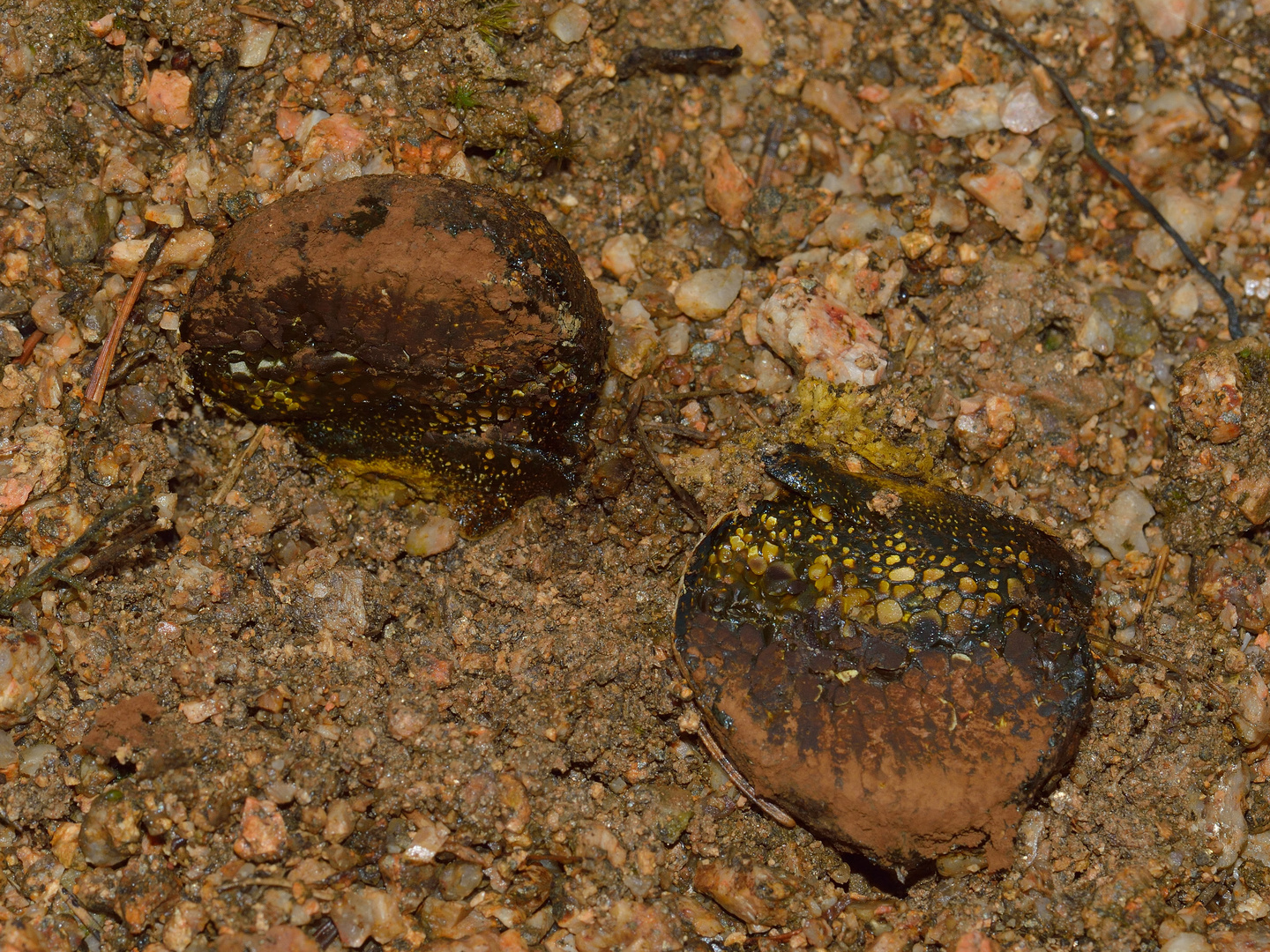 Pisolithus arhizus, Erbsenstreuling