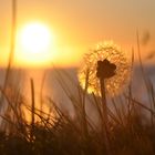 Pissenlit se mirant au soleil