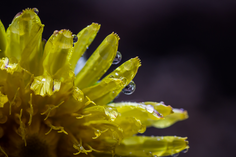 Pissenlit sous la pluie de Normandie