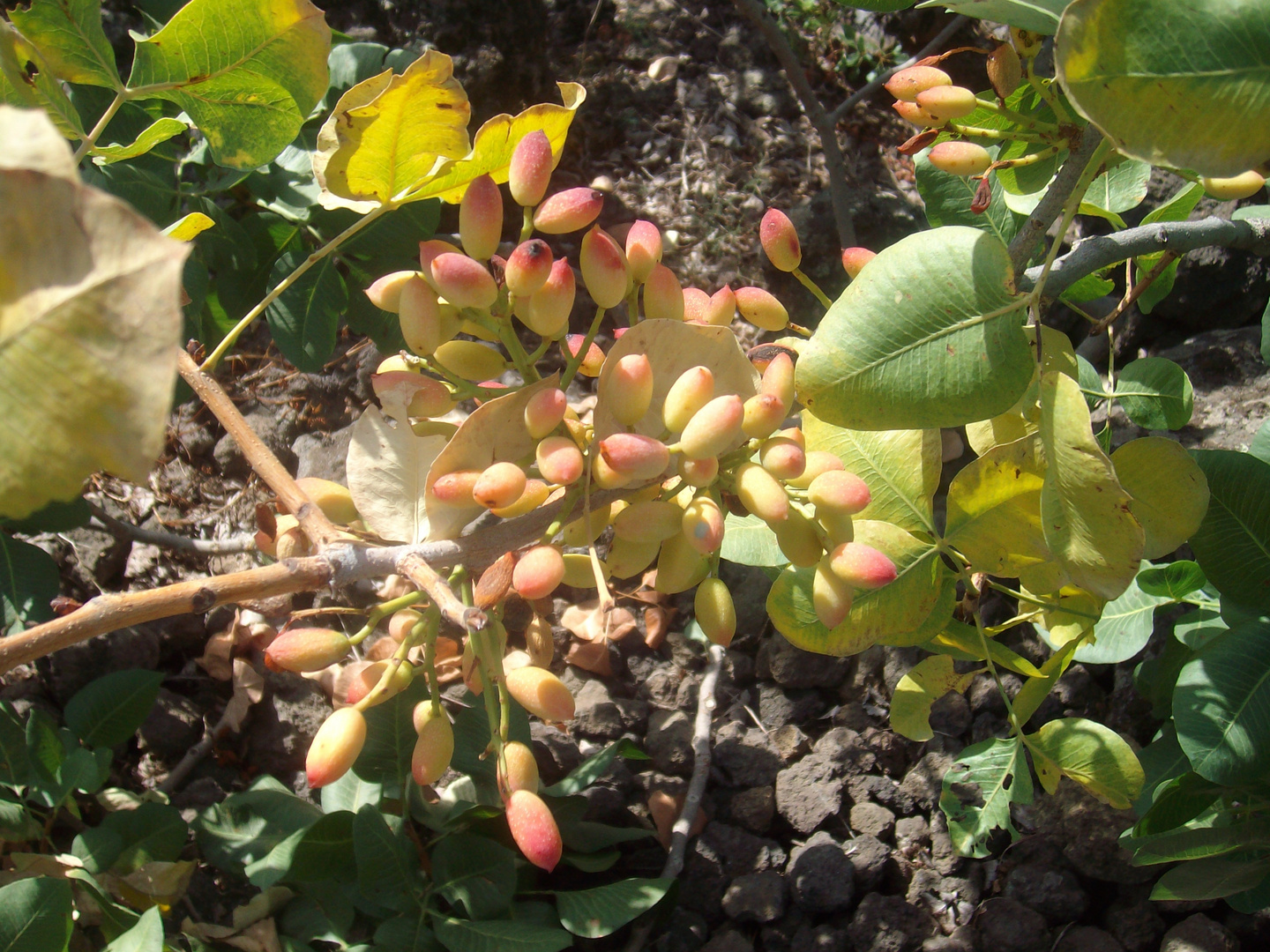 Pistacchi di Bronte