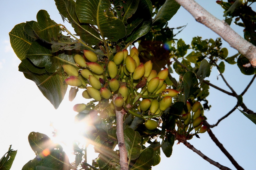 Pistacchio di Bronte