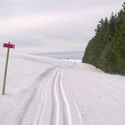 Piste de ski sur l'Aubrac, à Saint Urcize (15)