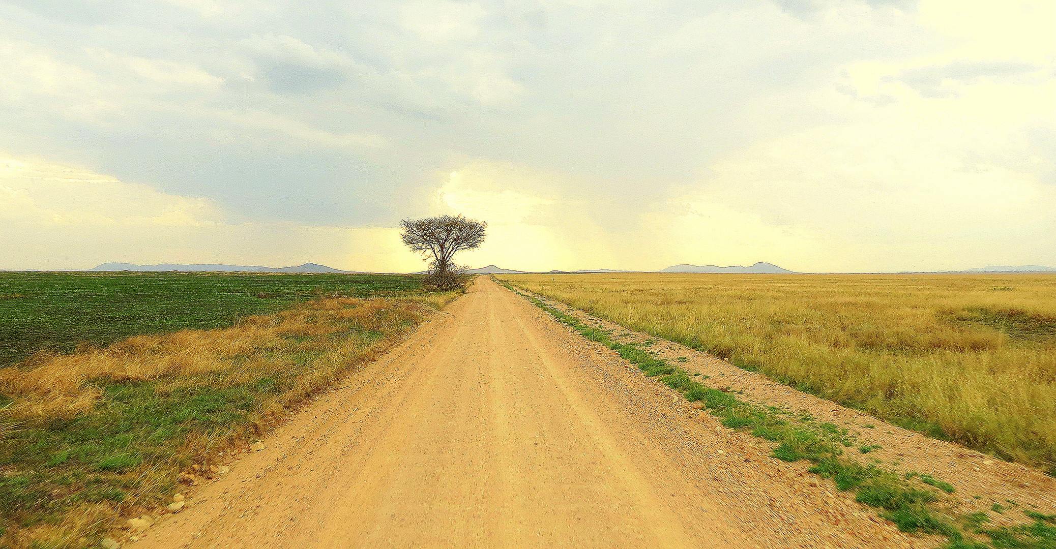 Piste der Serengeti