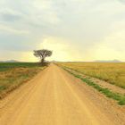 Piste der Serengeti