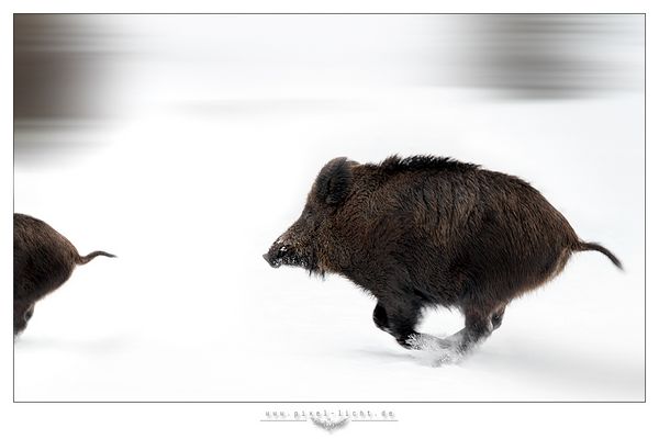 Pistensau im Schweinsgalopp