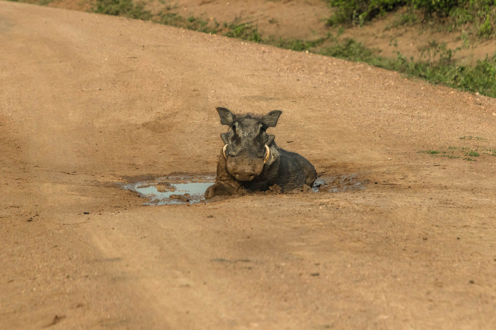 pistenschwein