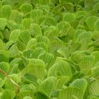 Pistia stratiotes