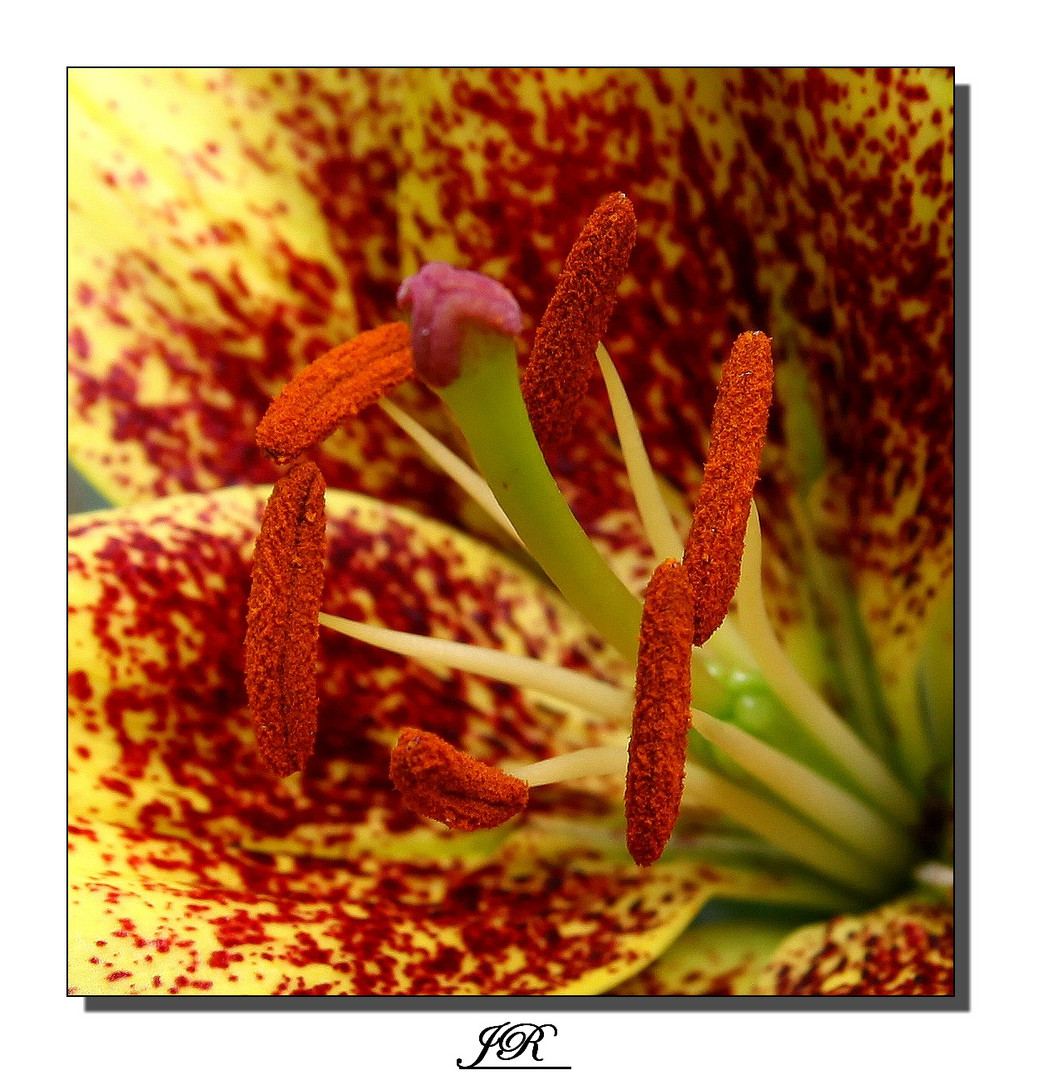 Pistil-2