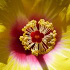 Pistil