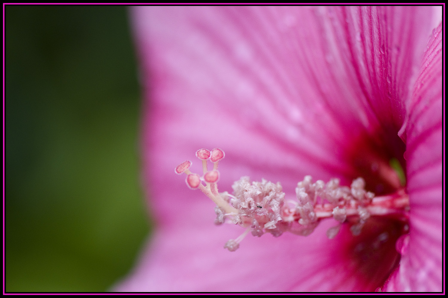 Pistil