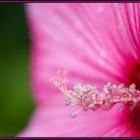 Pistil