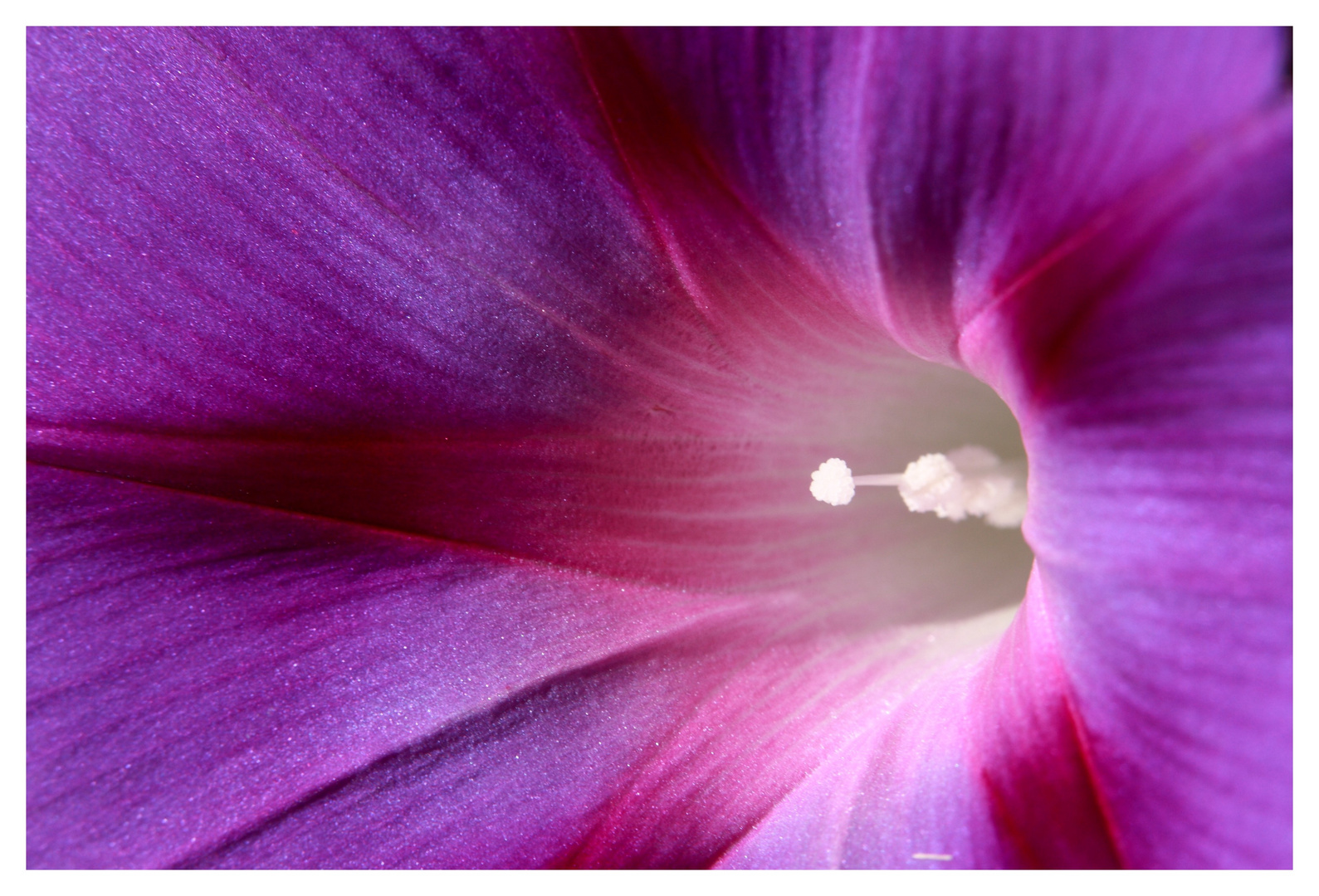 Pistil