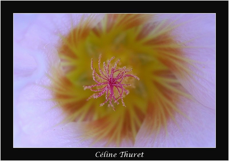 Pistil