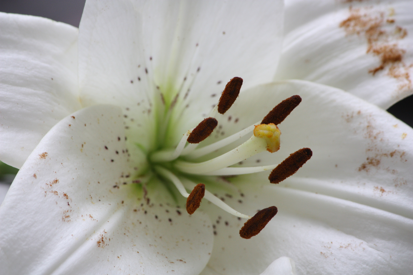Pistil de Lys photo et image | fleurs, nature Images fotocommunity
