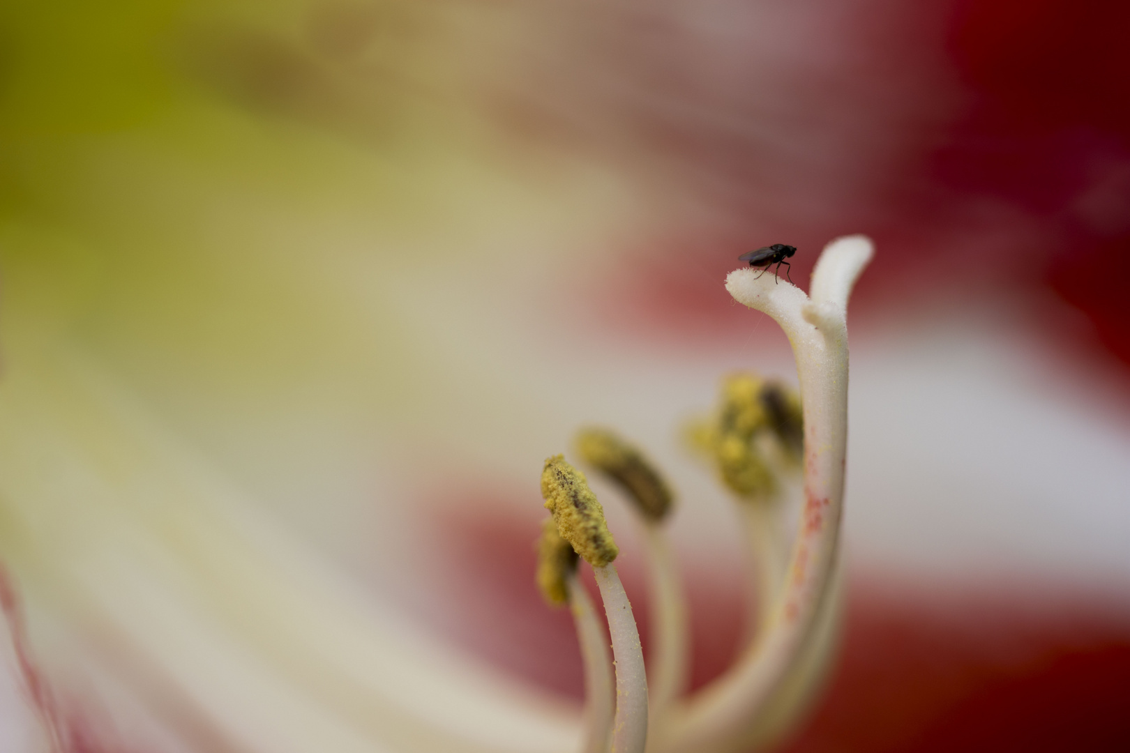 Pistil fleur 