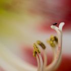 Pistil fleur 