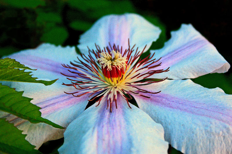 Pistilli ! ! ! Foto Immagini macro e close up, macro fiori e piante