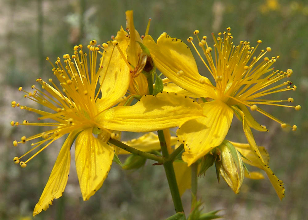 Pistilli al sole