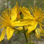 Pistilli al sole