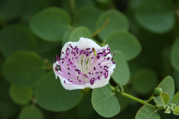 Pistilli viola