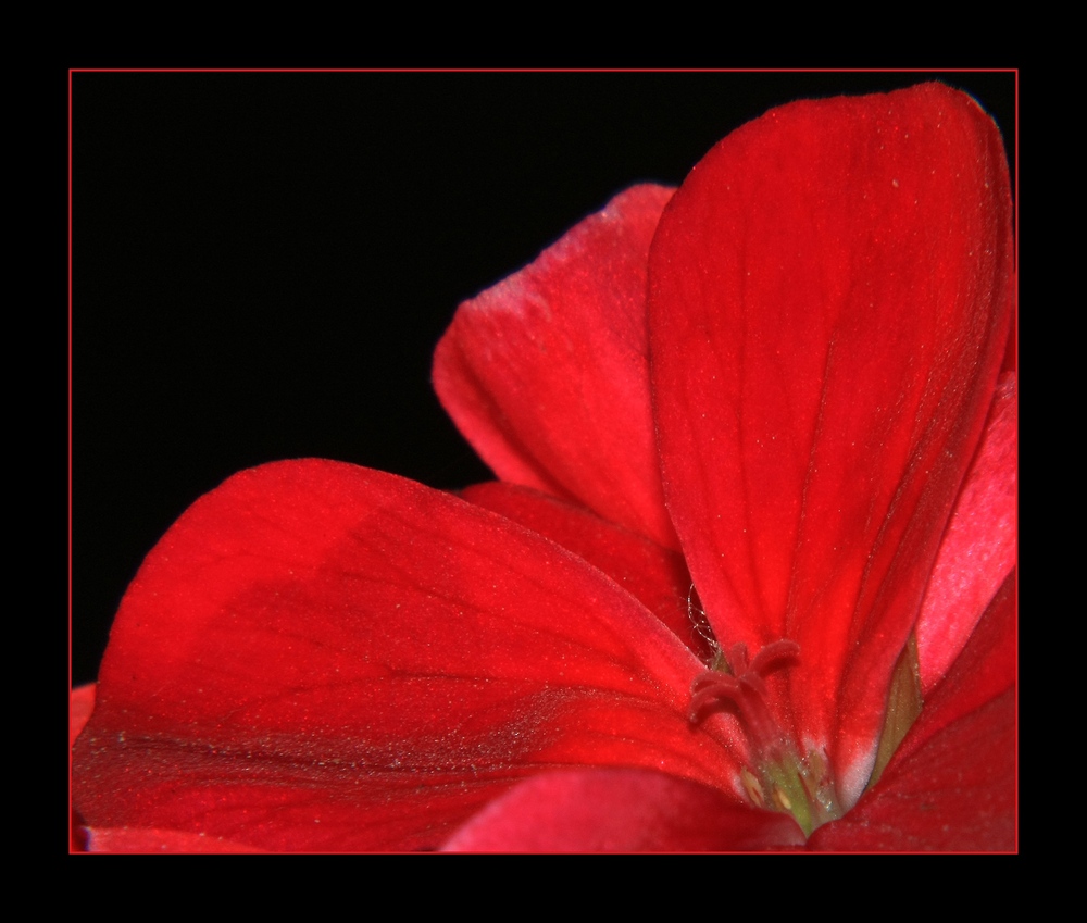 " Pistils de géranium "