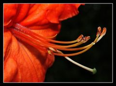 " Pistils de rhododendron "