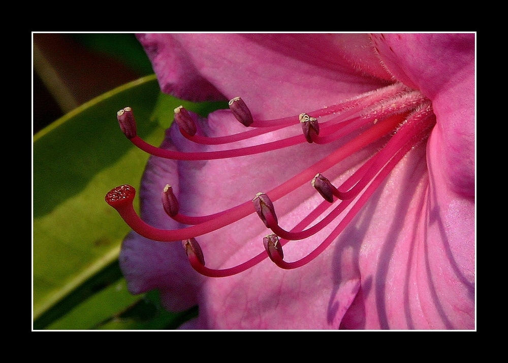 " pistils de rhododendron raides, comme des baguettes de tambour "