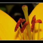 " Pistils du lys jaune "