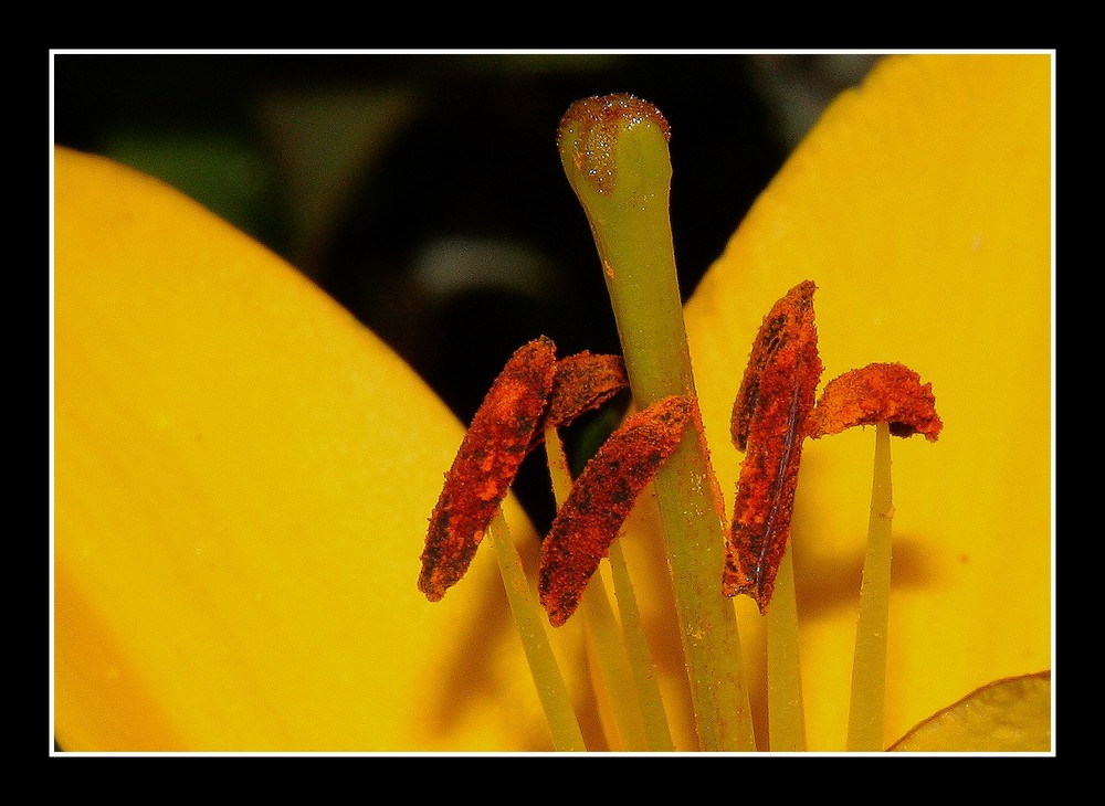 " Pistils du lys jaune "