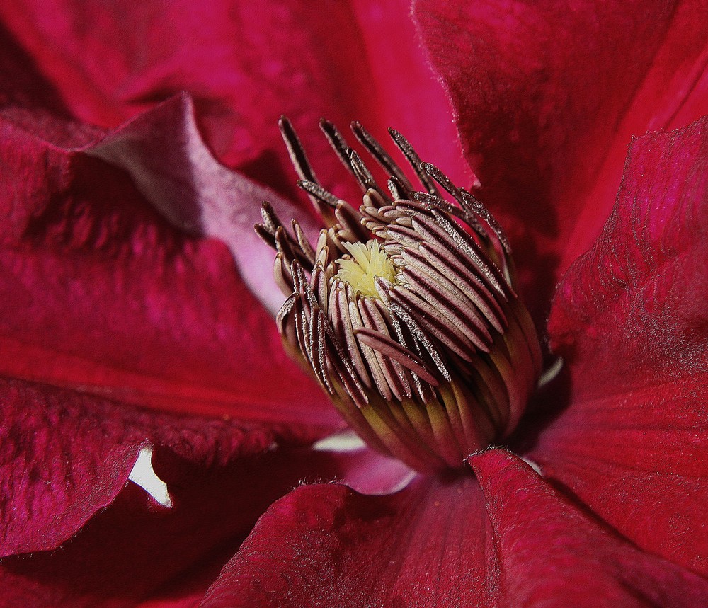 " Pistils d'une clématite "