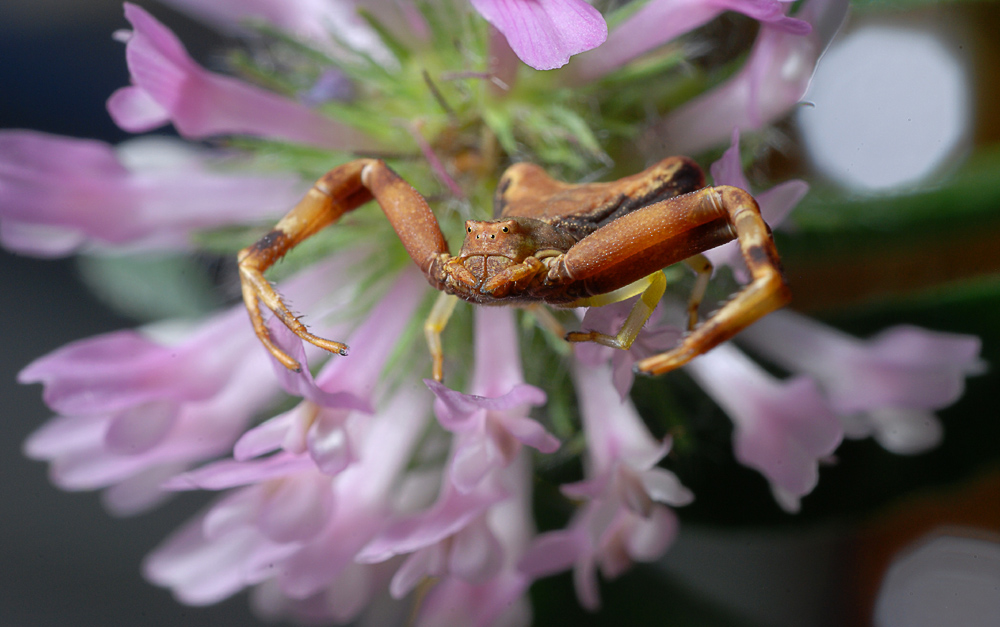 Pistius truncatus