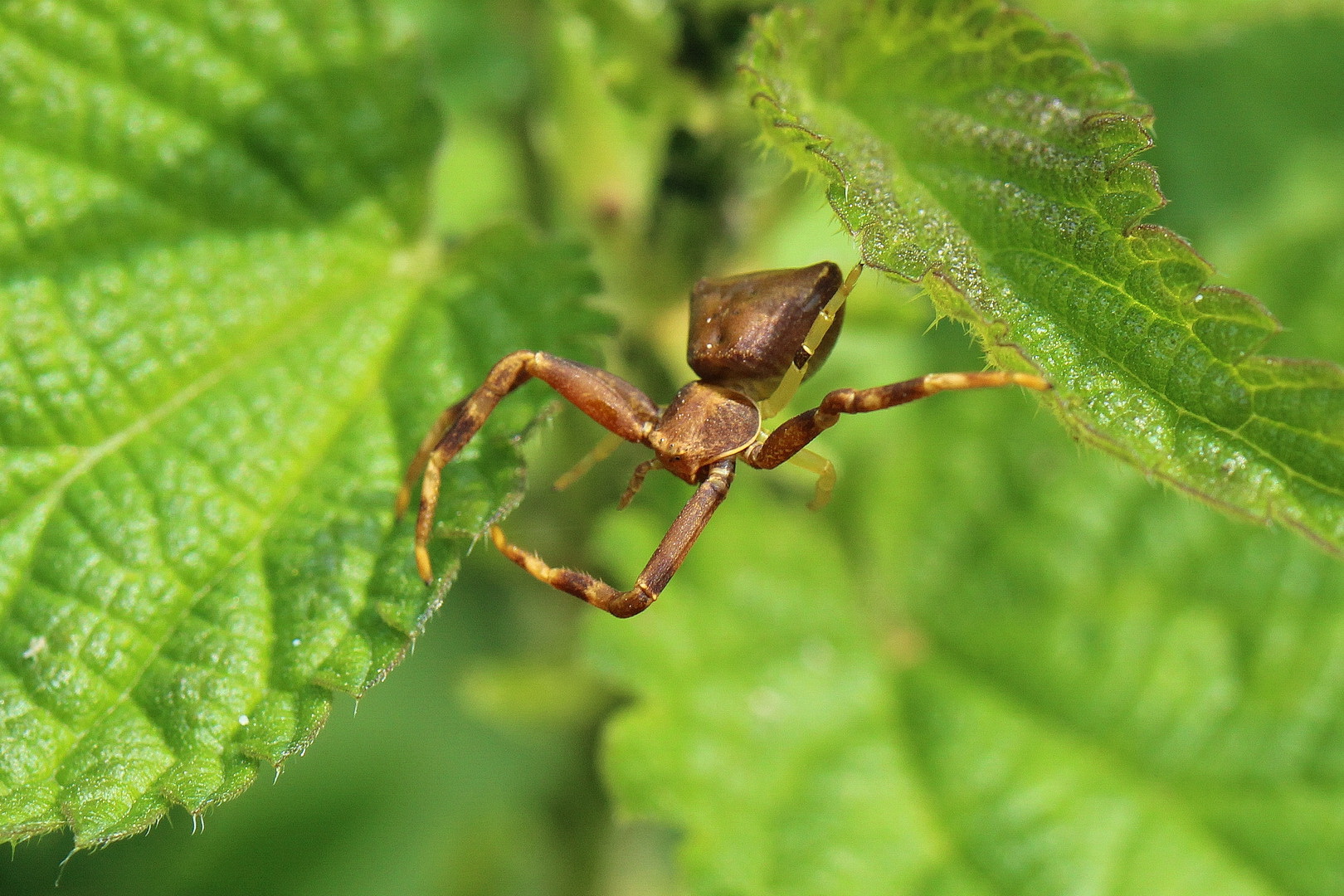 Pistius truncatus